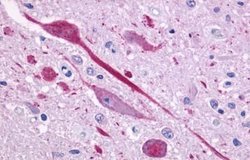 Invitrogen P2Y14 Polyclonal Antibody 25 &mu;g | Buy Online | Invitrogen&trade; | Fisher Scientific