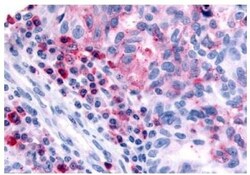 Invitrogen HRH4 Polyclonal Antibody 25 &mu;g; Unconjugated:Antibodies,