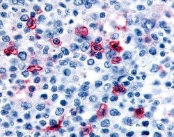 Invitrogen HRH4 Polyclonal Antibody 25 &mu;g; Unconjugated:Antibodies,