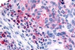 Invitrogen HRH4 Polyclonal Antibody 25 &mu;g; Unconjugated:Antibodies,