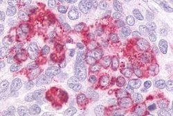 Invitrogen GPR55 Polyclonal Antibody 25 &mu;g; Unconjugated:Antibodies,