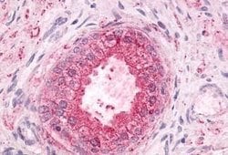 Invitrogen GPR55 Polyclonal Antibody 25 &mu;g; Unconjugated:Antibodies,