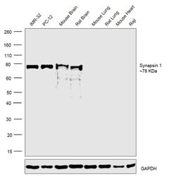 Invitrogen Synapsin 1 Polyclonal Antibody 50 &mu;L; Unconjugated:Antibodies,