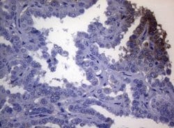 OPA3 Mouse anti-Human, Clone: OTI3G4, lyophilized, TrueMAB 100 &mu;g; Unconjugated:Antibodies,