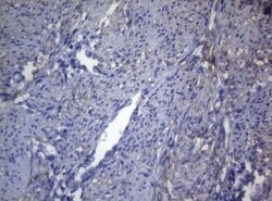 OPA3 Mouse anti-Human, Clone: OTI3G4, lyophilized, TrueMAB 100 &mu;g; Unconjugated:Antibodies,