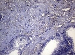 OPA3 Mouse anti-Human, Clone: OTI3G4, lyophilized, TrueMAB 100 &mu;g; Unconjugated:Antibodies,