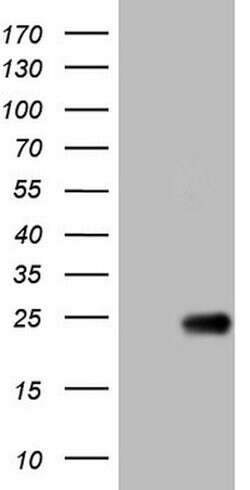 OPA3 Mouse anti-Human, Clone: OTI3G4, lyophilized, TrueMAB 100 &mu;g; Unconjugated:Antibodies,