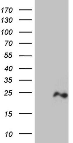 OPA3 Monoclonal Antibody (OTI5D4), TrueMAB , OriGene 100 &mu;L; Unconjugated:Antibodies,