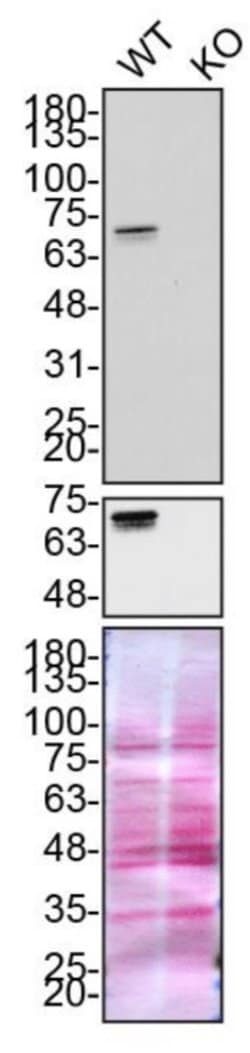 Invitrogen Optineurin Recombinant Superclonal Antibody 100 &mu;g; Unconjugated:Antibodies,