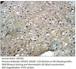 OR14I1 Rabbit anti-Human, Polyclonal, FabGennix 200 &mu;L | Buy Online | Fabgennix Inc | Fisher Scientific