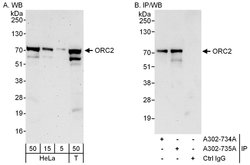 ORC2 Rabbit anti-Human, Polyclonal, Bethyl Laboratories 100 &mu;L; Unconjugated:Antibodies,