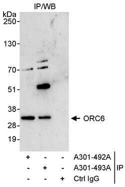 ORC6 Rabbit anti-Human, Polyclonal, Bethyl Laboratories 100 &mu;L; Unconjugated:Antibodies,
