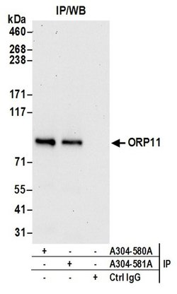 ORP11 Rabbit anti-Human, Mouse, Polyclonal, Bethyl Laboratories 100 &mu;l;