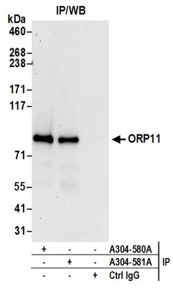 ORP11 Rabbit anti-Human, Polyclonal, Bethyl Laboratories 100 &mu;L; Unconjugated:Antibodies,