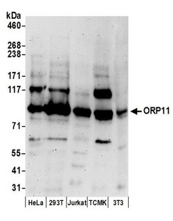 ORP11 Rabbit anti-Human, Mouse, Polyclonal, Bethyl Laboratories 100 &mu;l;