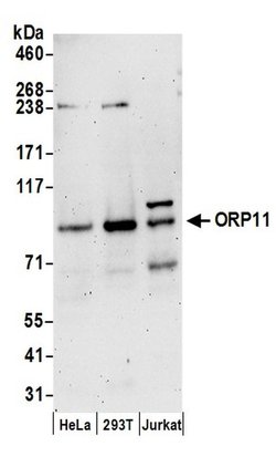 ORP11 Rabbit anti-Human, Polyclonal, Bethyl Laboratories 100 &mu;L; Unconjugated:Antibodies,