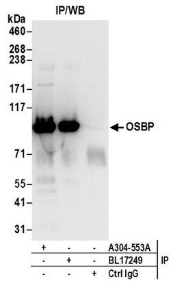 OSBP Rabbit anti-Human, Polyclonal, Bethyl Laboratories 100 &mu;l; Unlabeled:Antibodies,
