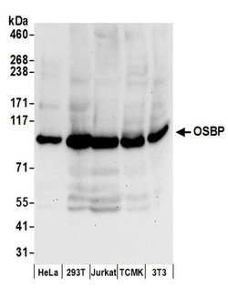 OSBP Rabbit anti-Human, Mouse, Polyclonal, Bethyl Laboratories 100 &mu;L;