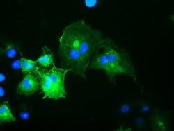 OSBPL11 Mouse anti-Human, Clone: OTI6A6, liquid, TrueMAB 100 &mu;L; Unconjugated:Antibodies,