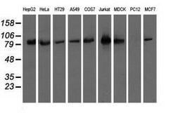 OSBPL11 Mouse anti-Canine, Human, Clone: OTI6H9, lyophilized, TrueMAB 100