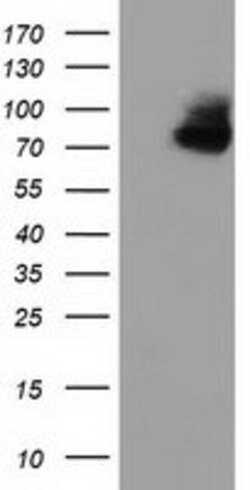 OSBPL11 Mouse anti-Human, Clone: OTI5A10, lyophilized, TrueMAB 100 &mu;g | Buy Online | OriGene | Fisher Scientific