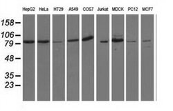 OSBPL11 Monoclonal Antibody (OTI7B3), TrueMAB , OriGene 30 &mu;L; Unconjugated:Antibodies,