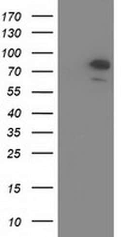 OSBPL11 Mouse anti-Human, Clone: OTI6A6, liquid, TrueMAB 100 &mu;L; Unconjugated:Antibodies,