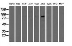 OSBPL11 Mouse anti-Human, Clone: OTI6A6, liquid, TrueMAB 100 &mu;L; Unconjugated:Antibodies,