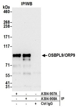 OSBPL9/ORP9 Rabbit anti-Human, Polyclonal, Bethyl Laboratories 100 &mu;L;