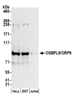 OSBPL9/ORP9 Rabbit anti-Human, Polyclonal, Bethyl Laboratories 100 &mu;l;