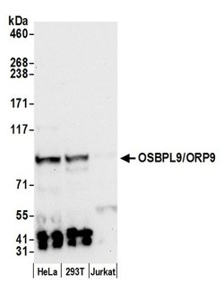 OSBPL9/ORP9 Polyclonal Antibody, Bethyl Laboratories:Antibodies:Primary