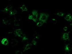 OSGEP Monoclonal Antibody (OTI8B3), TrueMAB , OriGene 30 &mu;L; Unconjugated:Antibodies,
