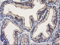 OSGEP Monoclonal Antibody (OTI8B3), TrueMAB , OriGene 30 &mu;L; Unconjugated:Antibodies,
