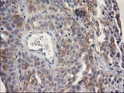 OSGEP Monoclonal Antibody (OTI8B3), TrueMAB , OriGene 30 &mu;L; Unconjugated:Antibodies,