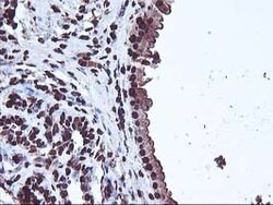 OSGEP Mouse anti-Canine, Human, Mouse, Rat, Clone: OTI9E3, lyophilized,