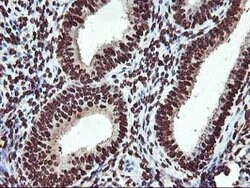 OSGEP Mouse anti-Canine, Human, Mouse, Rat, Clone: OTI9E3, lyophilized,