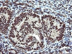 OSGEP Mouse anti-Canine, Human, Mouse, Rat, Clone: OTI9E3, lyophilized,