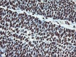 OSGEP Mouse anti-Canine, Human, Mouse, Rat, Clone: OTI9E3, lyophilized,