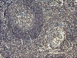 OSGEP Mouse anti-Canine, Human, Mouse, Rat, Clone: OTI9E3, lyophilized,