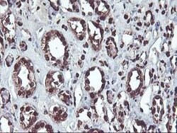 OSGEP Mouse anti-Canine, Human, Mouse, Rat, Clone: OTI9E3, lyophilized,