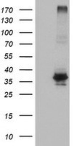 OSGEP Mouse anti-Canine, Human, Mouse, Rat, Clone: OTI9E3, lyophilized,