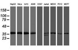 OSGEP Mouse anti-Canine, Human, Mouse, Rat, Clone: OTI9E3, lyophilized,