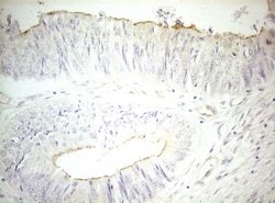 OSGIN2 Monoclonal Antibody (OTI7D12), TrueMAB , OriGene 100 &mu;L; Unconjugated:Antibodies,