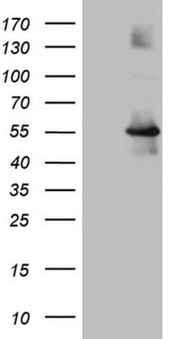 OSGIN2 Monoclonal Antibody (OTI5F6), TrueMAB , OriGene:Antibodies:Primary