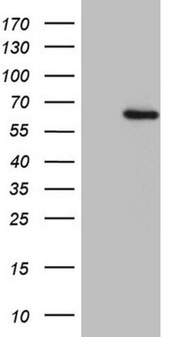 OSGIN2 Monoclonal Antibody (OTI1C7), TrueMAB , OriGene:Antibodies:Primary
