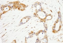 OSR1 Rabbit anti-Human, Polyclonal, Bethyl Laboratories 10 &mu;L; Unconjugated:Antibodies,