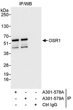 OSR1 Rabbit anti-Human, Polyclonal, Bethyl Laboratories 10 &mu;L; Unconjugated:Antibodies,