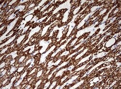 OTC Mouse anti-Human, Clone: OTI2C12, lyophilized, TrueMAB 100 &mu;g | Buy Online | Origene Technologies | Fisher Scientific