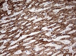 OTC Monoclonal Antibody (OTI3B9), TrueMAB , OriGene:Antibodies:Primary