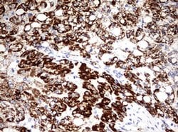 OTC Monoclonal Antibody (OTI3B9), TrueMAB , OriGene:Antibodies:Primary